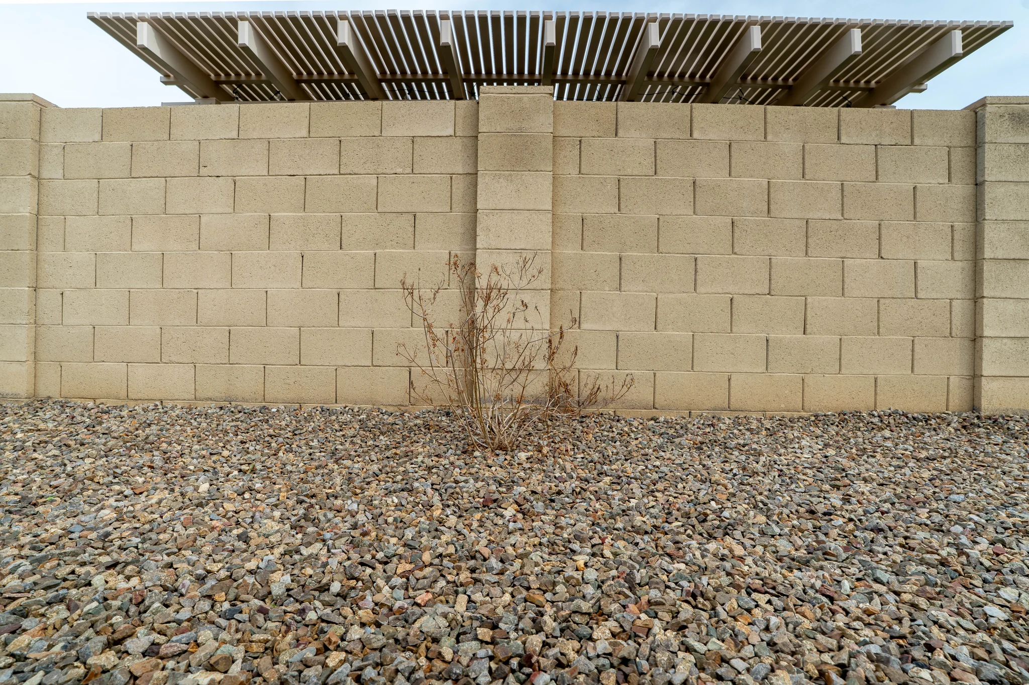Desert shrub beside block wall under slatted pergola