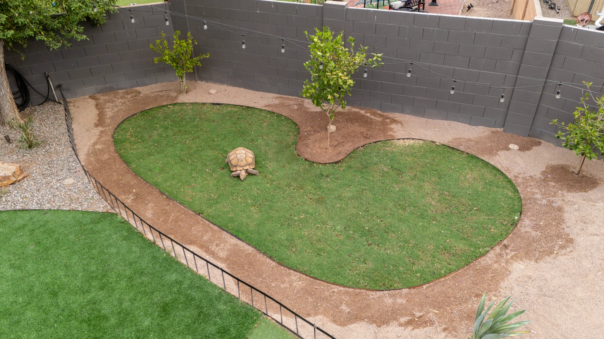 Tortoise walking across grass in a landscaped backyard enclosure