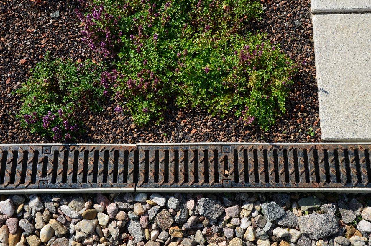Purple flowering thyme beside sidewalk drainage grate