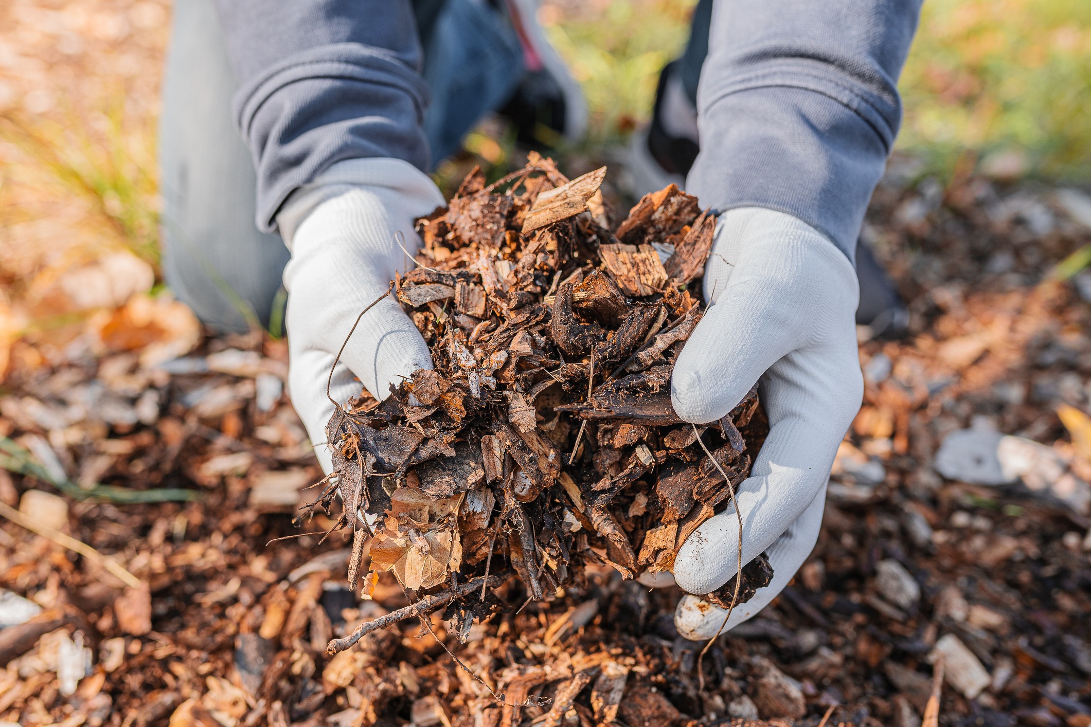 Gloved hands holding shredded wood mulch outdoors
