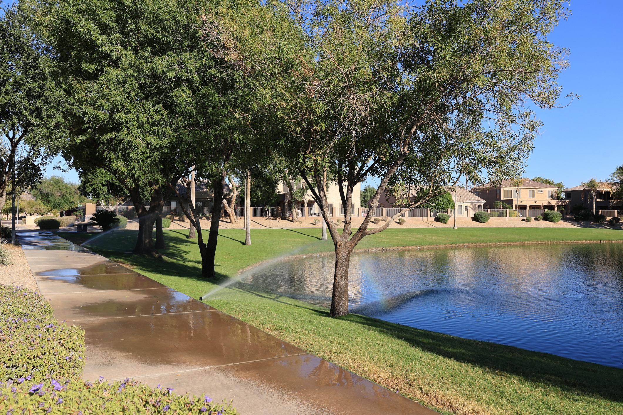 Tree-lined path beside pond with sprinklers and homes