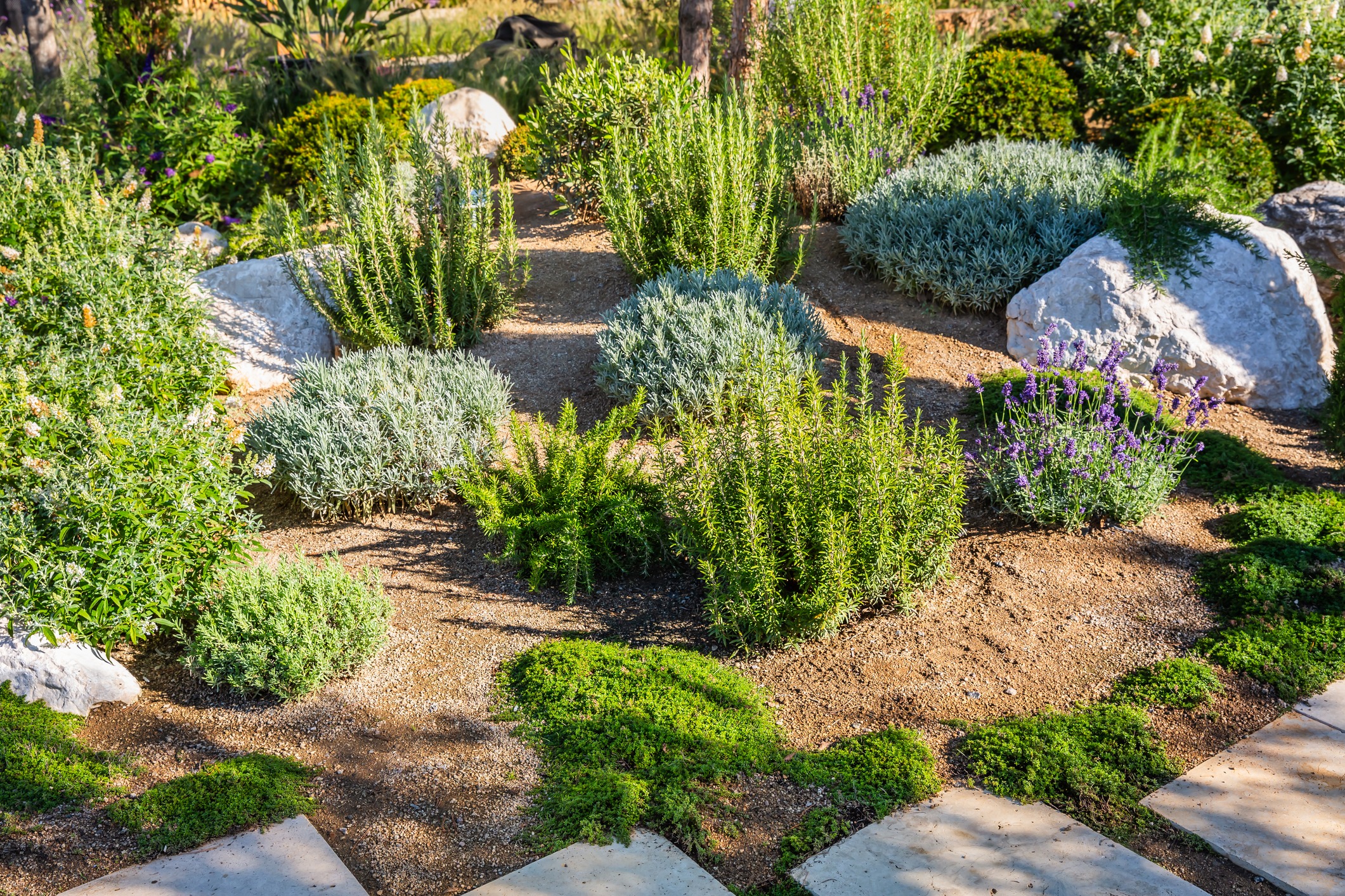 Sunlit herb garden with lavender, rosemary, stones, and path