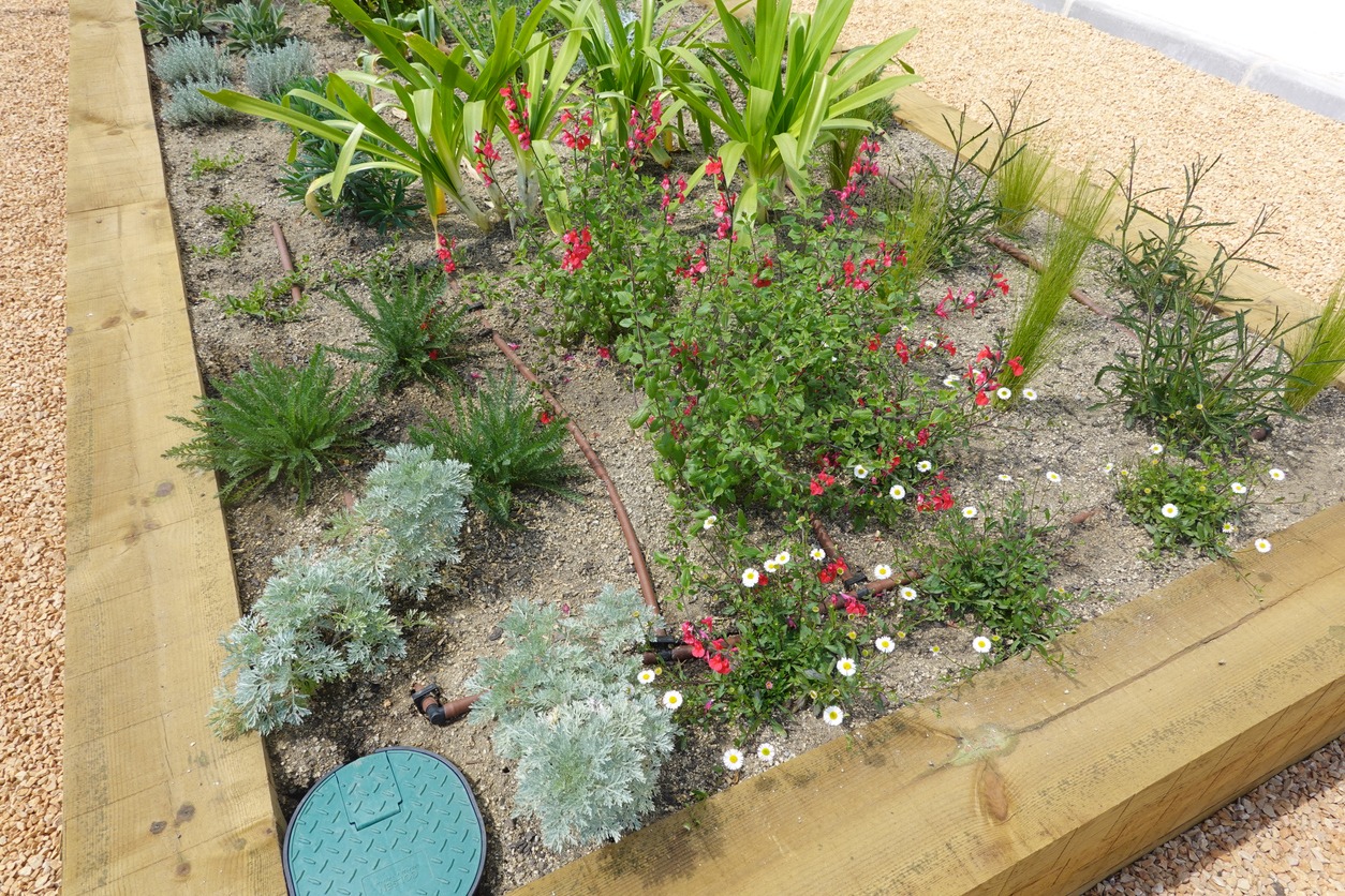 Raised garden bed with flowering plants and drip irrigation