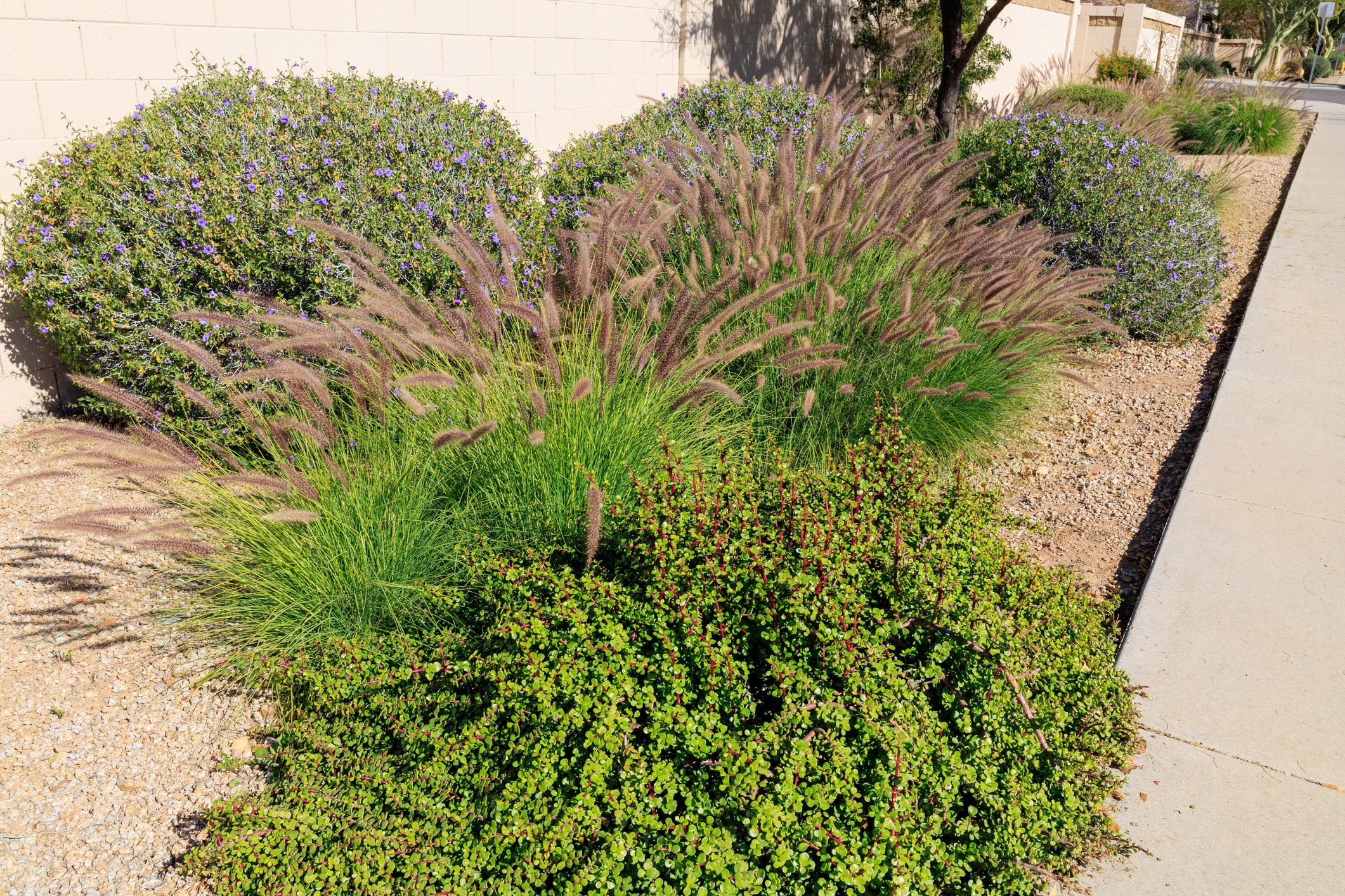 Ornamental grasses and flowering shrubs beside a sidewalk