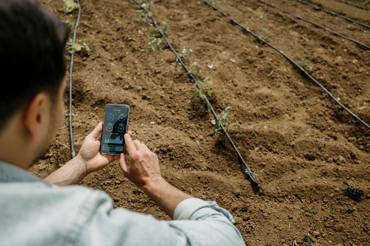 Farmer monitors drip-irrigated seedlings using a smartphone